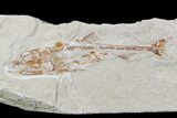 Cretaceous Predatory Fish (Eurypholis) - Lebanon #70431-1
